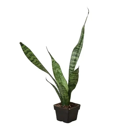 Snake Plant 'Zeylanica' - Sacodise shop