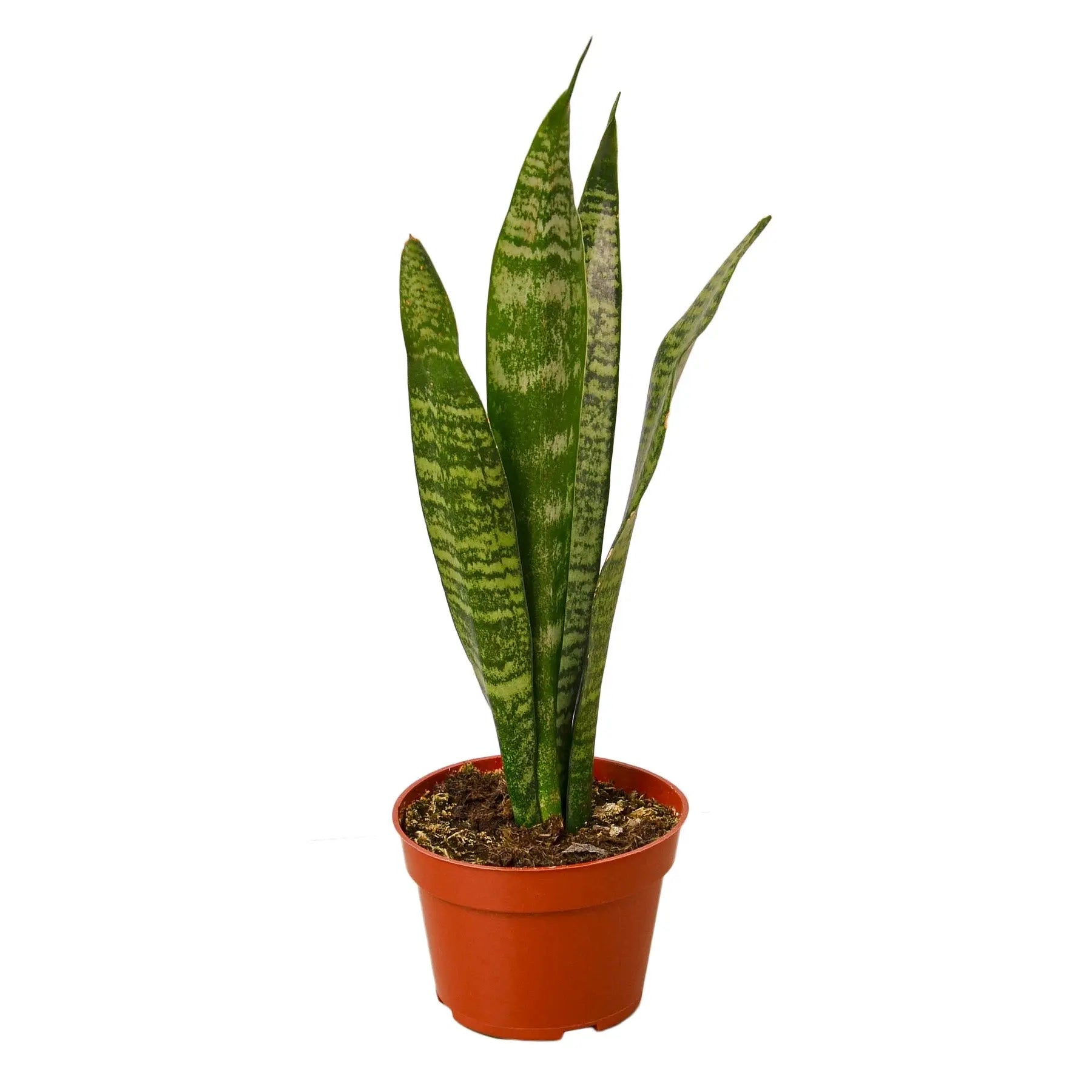 Snake Plant 'Zeylanica' - Sacodise shop