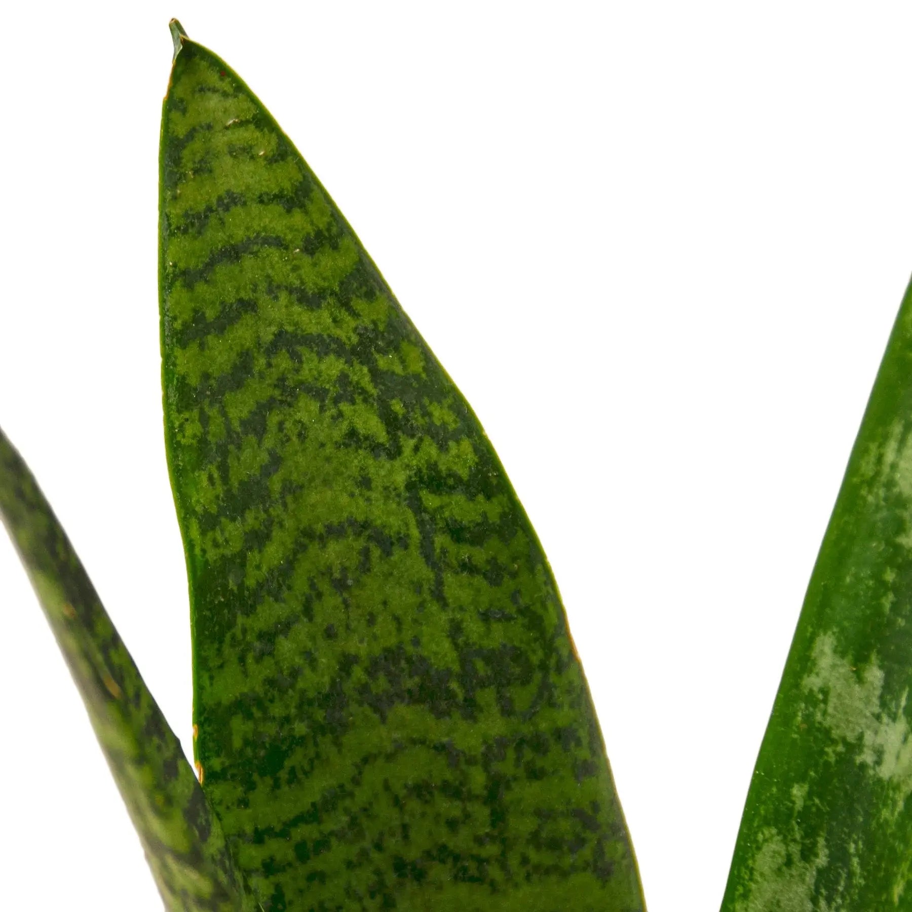 Snake Plant 'Zeylanica' - Sacodise shop